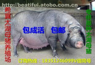太湖母豬價(jià)格、廠家與供應(yīng)商推薦 鹽城市亭湖區(qū)南洋鎮(zhèn)沂之水農(nóng)產(chǎn)品經(jīng)營部熱賣中